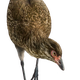 Artist’s reconstruction of the Wonderchicken, or Asteriornis maastrichtensis.